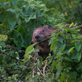 Beavers of Leuven